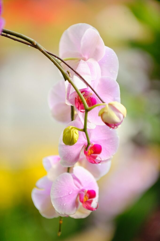 Close-up of pink orchids with water droplets, showcasing nature's beauty and elegance.
